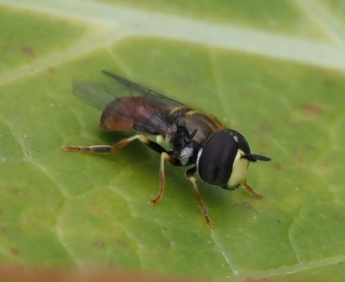 Paragus bicolor